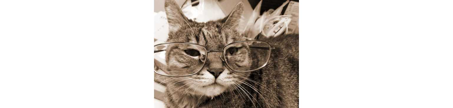 Croquettes Chats Senior | ParafarmaciaPet