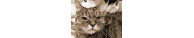 Croquettes Chats Senior