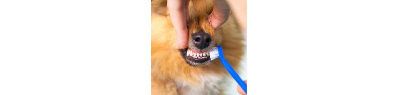 Igiene Orale e Dentifrici per Cani | ParafarmaciaPet