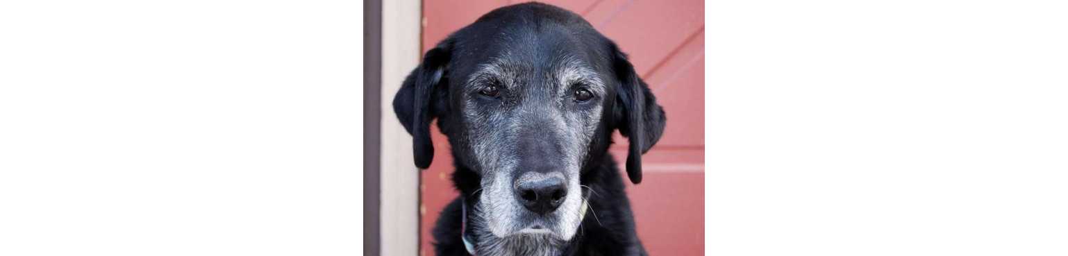 Cibo Umido per Cani Anziani Senior | ParafarmaciaPet