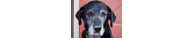 Pâtée Chiens Senior