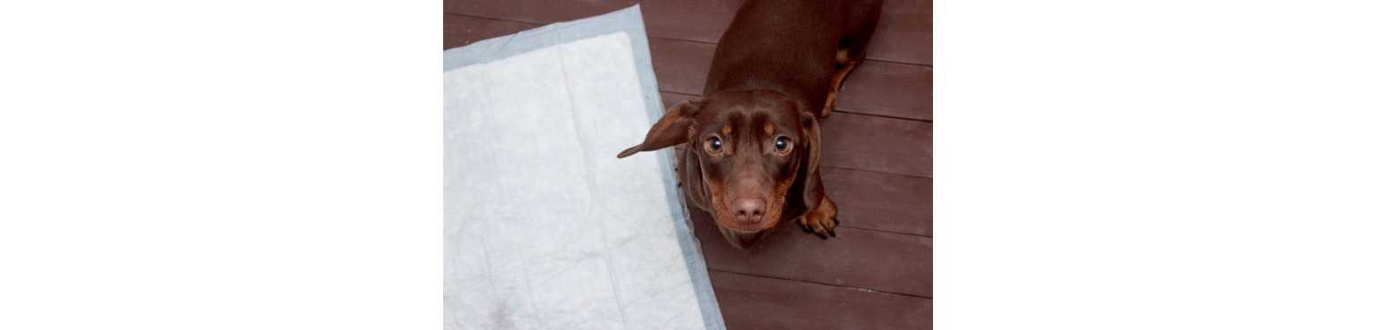 Tapis Absorbants et Alèses | ParafarmaciaPet
