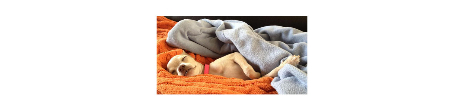Acquista case, cuscino, coperture per cani | Parafarmacia Pet