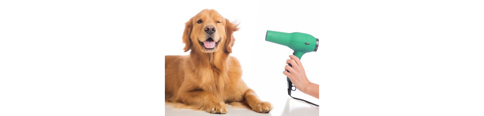 Reinigen Sie Ihren Hund mit dem Pflegezubehör