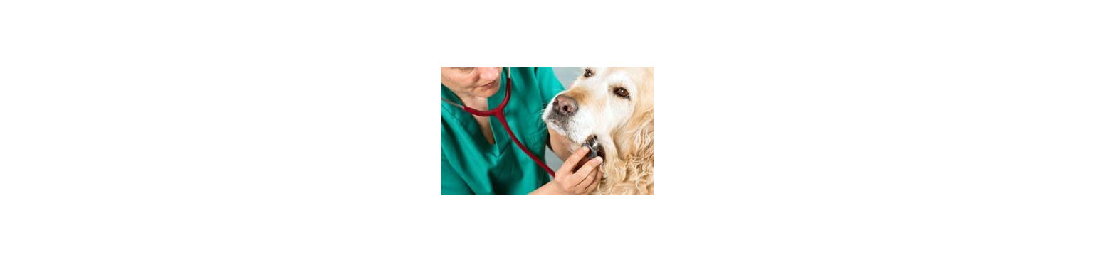 Acquista PATOLOGIE RESPIRATORIE e integratori per il trattamento dei cani