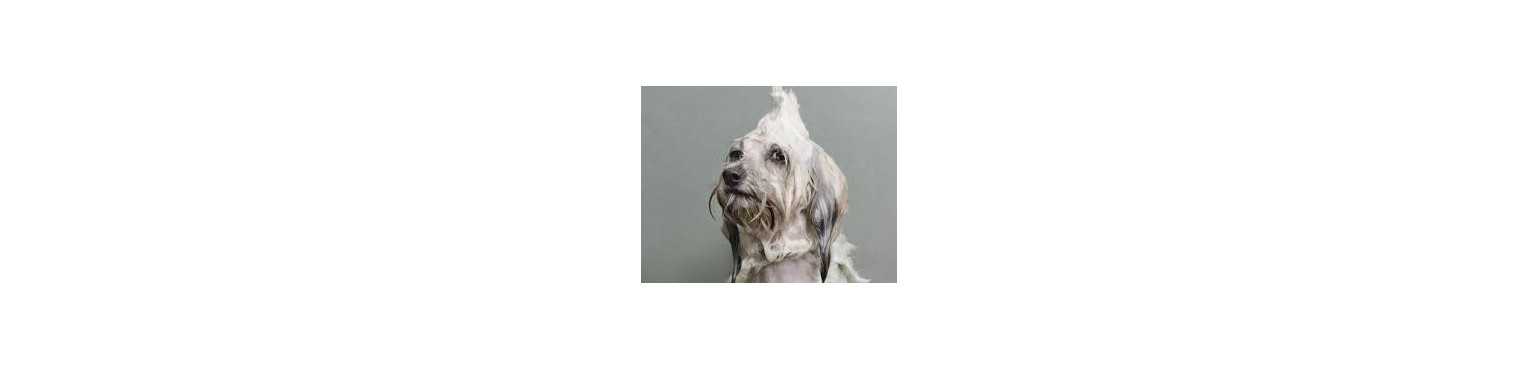 Shampooings Traitants | ParafarmaciaPet