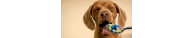 Attrezzature e Medicali Cani