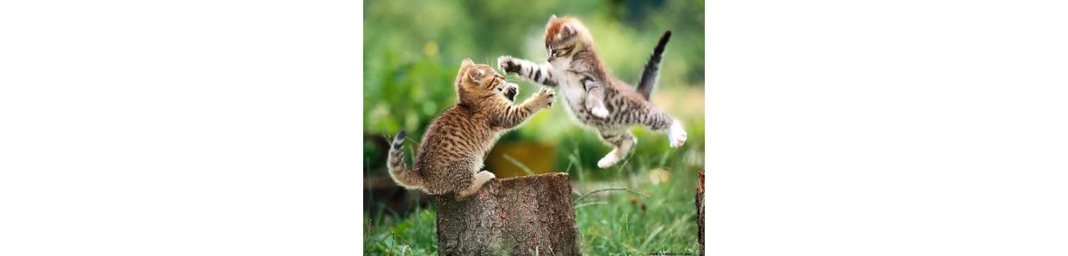 Kit e Set per Gatti | ParafarmaciaPet