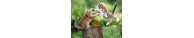 Kit e Set Chat
