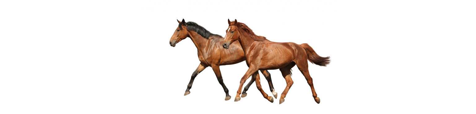 Chevaux | ParafarmaciaPet