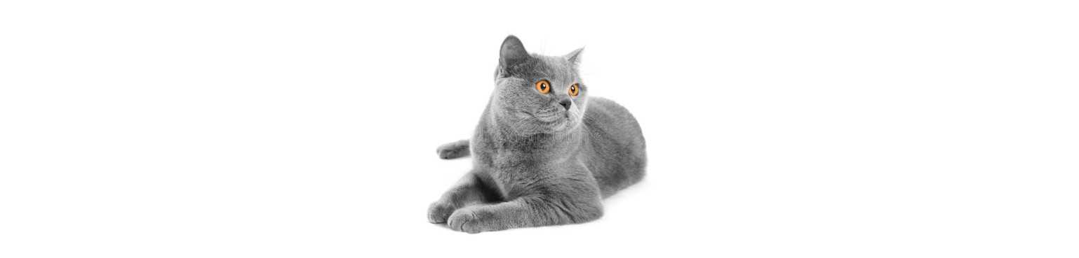 Chats | ParafarmaciaPet