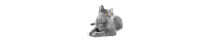 Chats