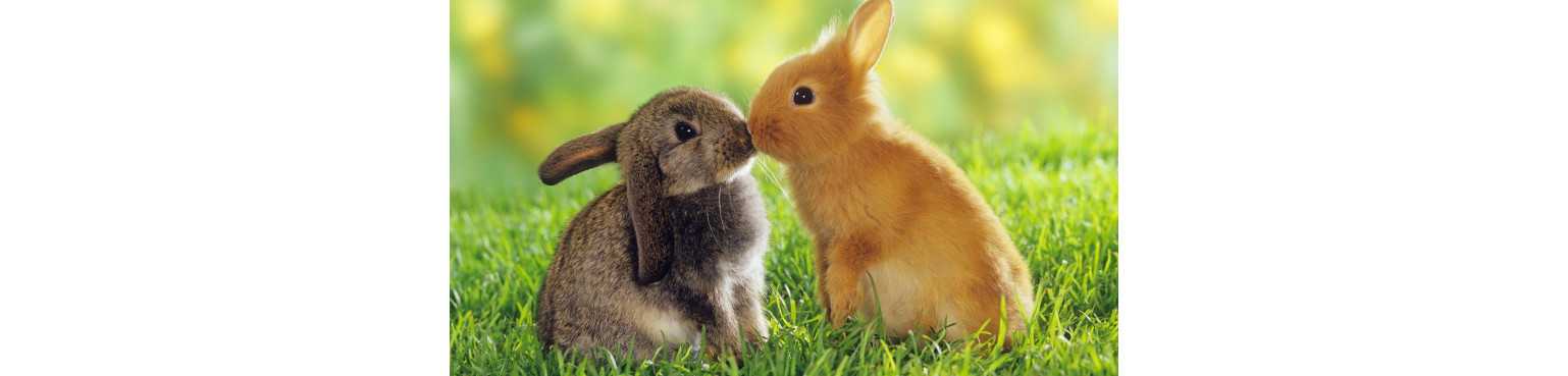 Produits pour Lapins | ParafarmaciaPet
