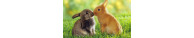 Produits pour Lapins