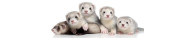 Furets