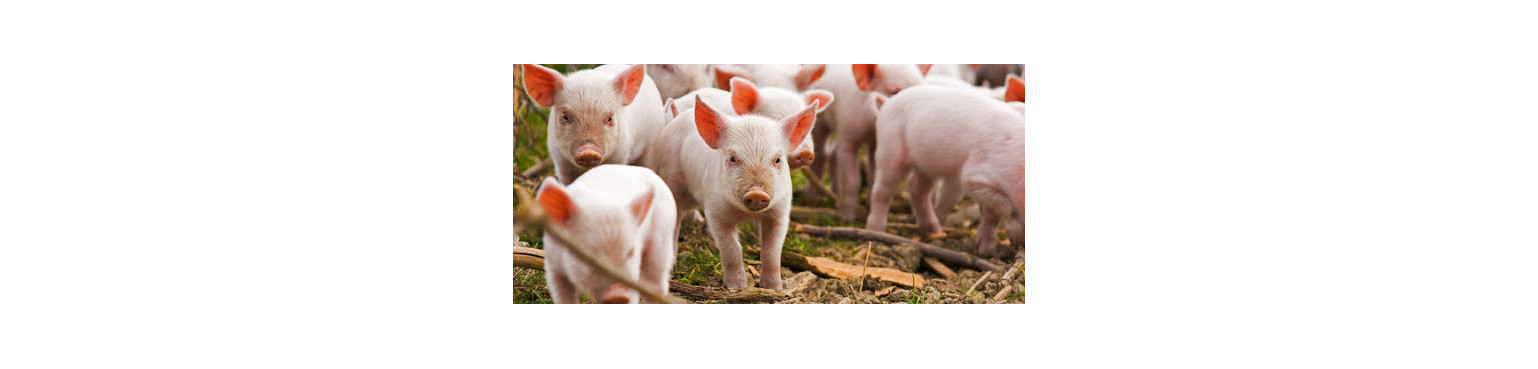 Schweinefutter | Verschreibungspflichtige Medikamente von PIGS | Schweinezubehör