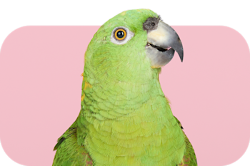  VOLATILI 